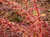 Berberis thunbergii 'Coronita' 